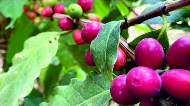 KAHVE AĞACI YETİŞTİREREK ÜRÜN ALMAYI BAŞARDI